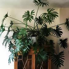 Instagram Photo By Nik Southern Jun 16 2016 At 11 57am Utc Plants Inside Plants Large Plants