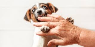 My beagle puppy is biting my 2 year old and jumping up to bite her cheek. Dog Trainer Tips Puppy Nipping And Biting