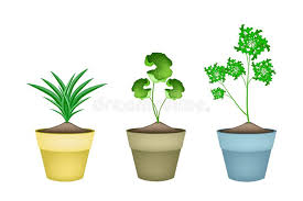 Vector seamless pattern of pandan leaves, shredded spices in wooden spoon and wrapped leaves. Pandan Plant Stock Illustrations 81 Pandan Plant Stock Illustrations Vectors Clipart Dreamstime