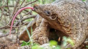 Despite a lack of evidence suggesting they're effective, pangolin scales are used as an ingredient in traditional asian medicine to help breast feeding women lactate milk, to cure ailments ranging from asthma and psoriasis to cancer, and to improve blood circulation. 3 Species Of Pangolin Near Extinction Vegan News Pangolin Rare Animals African Pangolin