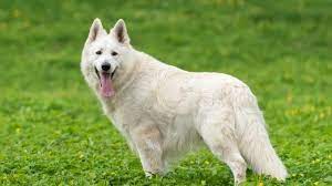 White German Shepherd A Complete Guide To Fluffy White Shepherds All Things Dogs