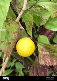 Image result for Solanum viarum