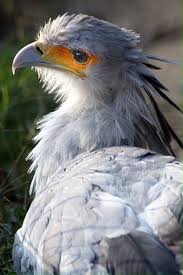 ヘビクイワシ weird birds beautiful birds animals beautiful