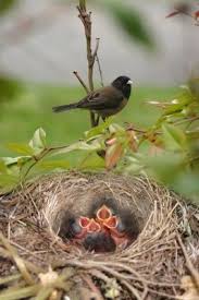Birds With Their Nests Pictures Nesting Materials Attract Birds Duncraft Beautiful Birds Bird How To Attract Birds