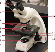 Base this supports the microscope. Leica Dme Compound Microscope Diagram Quizlet