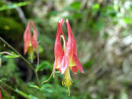 Pin On Virginia Native Plants Trees
