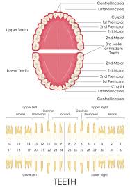 The ada tooth numbering system is used in the united states and globally. Why Do Dentists Say Numbers