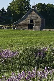 Barn And Stock American Barn Old Barns Barn