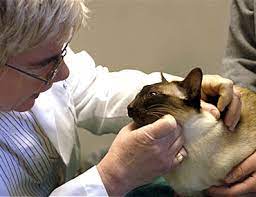 Feline Immune Mediated Hemolytic Anemia Imha Immune Deficiency In Cats
