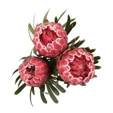 Create beautiful presentations on multiple dishes with this amazing collection! Buy Flowers And Plants Online Woolworths Co Za