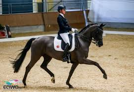 Alles für reiter & pferd! Team Aubi Misst Sich In Stadl Paura Mit Top Osterreichern Equestrian Worldwide Pferdesport Weltweit Eqwo Net