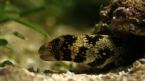 Jaws, advanced search of green moray eel, including alien jaws. This Eel S Second Jaw Delivers The Death Blow Youtube