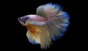 Male Vs Female Betta Differences And Determining Gender