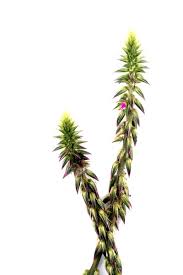 Image result for Achyranthes