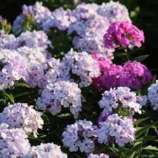 Our favorite blooms for a dreamy outdoor keep in mind that it will likely be late spring or early summer. Plant Perennials In Fall For A Bigger Spring And Summer Garden Costa Farms