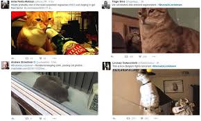 The country is home to many beautiful wild animals, including foxes, badgers, weasels, beavers, red deer, wild boar, lynxes, and wild cats. Belgian Twitter Users Post Cat Pictures As Police Hunt Paris Attack Killers Daily Mail Online