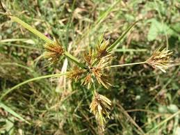 Image result for Pycreus macrostachyus