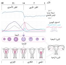 سُئل سبتمبر 13، 2020 بواسطة مجهول. Ø¯Ø±Ø¬Ø© Ø­Ø±Ø§Ø±Ø© Ø§Ù„Ø¬Ø³Ù… Ø§Ù„Ø£Ø³Ø§Ø³ÙŠØ© ÙˆÙŠÙƒÙŠØ¨ÙŠØ¯ÙŠØ§