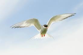 James Silvey has left this platform (@silvbee)