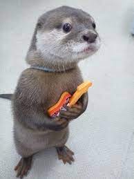 I M Here For Band Try Outs Otters Cute Funny Animal Memes Weird Animals