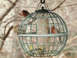 How do you keep a squirrel out of a bird feeder? Get Grackles Off Seed Feeders Birdseed Binoculars