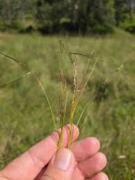 Image result for Hyparrhenia familiaris