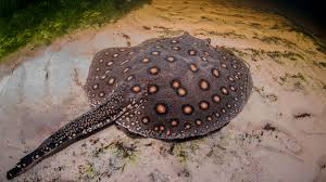 Image result for Stingray