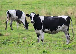 We did not find results for: Mengenai Baka Hitam Dan Putih Lembu Lembu Lembu Ciri Peraturan Penjagaan