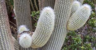 I was accompanied by paul hoxey, jean ellwood, alfred lau the renowned cactus explorer, and jorge galindo from quito, ecuador, a friend. Espostoa Lanata Care Tips For Growing The Peruvian Old Man Cactus