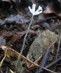 Image result for Burmannia