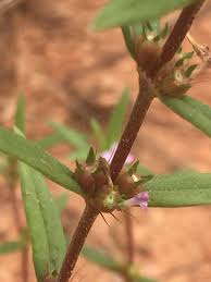 Image result for Hexasepalum sarmentosum