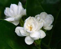 Our products are handcrafted and made with the freshest greens. Arabian Jasmine Facts And Health Benefits