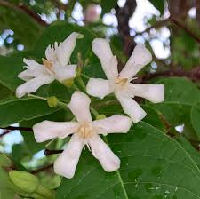 Image result for Wrightia