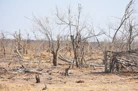 Image result for Calostephane divaricata