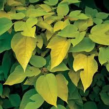 Image result for Broussonetia