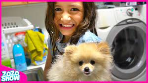 Zozo Show How To Train Take Care Of A Pomeranian Puppy For Kids Youtube
