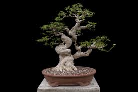 Image result for Premna mooiensis