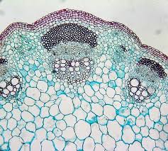 With light microscopy i can simply scrape some cells from my cheek smear them. Plant Cells Under A Microscope Google Search Biology Art Patterns In Nature Microscopic Photography
