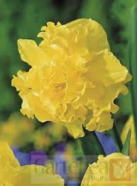 Narcissus Flyer Gartenea Narcissus Pretty Flowers Daffodils