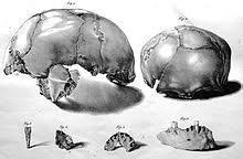 The feldhofer dna allowed this question to be addressed directly, for the first time. Neanderthal 1 Wikipedia