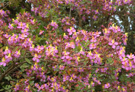 Image result for Monothecium