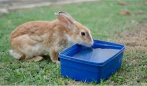 You might wonder how to tell how old the babies are and this will help you decide what to do next. How Long Can Rabbits Go Without Drinking Water Rabbit Care Tips