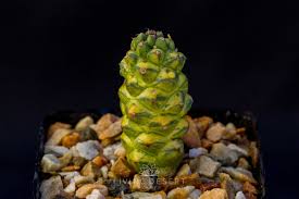 Image result for Monadenium friesii