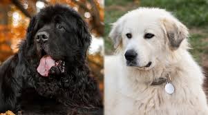 Great pyrenees newfoundland mix full grown. Newfoundland Vs Great Pyrenees Breed Differences Similarities