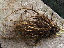 Althaea Officinalis Wikipedia The Free Encyclopedia Marshmallow Root Herbs For Health Marshmallow
