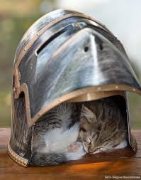 Thedreadpiratejames Knight Rides Into Battle Without Helmet Everyone Gives Him Strange Looks Knight Kitty Was Sleep Crazy Cats Funny Animals Cute Cats