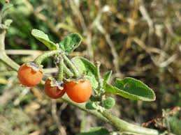 Image result for Solanum villosum