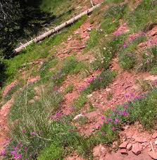 Image result for Trifolium polystachyum