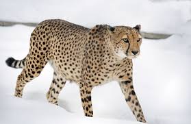 We did not find results for: What Do Cheetahs Eat Animal Sake