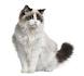 Top 25 Awesome Ragdoll Cat Names Ideas | Ragdoll Guide
